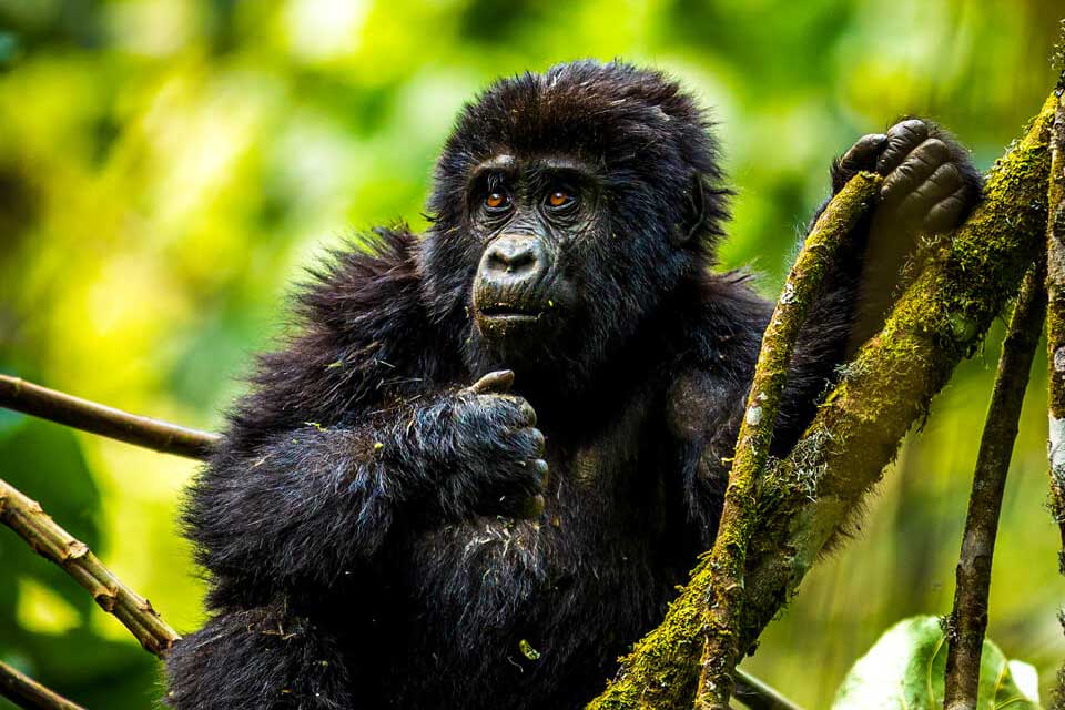 A young gorilla in Bwindi Impenetrable National Park in Uganda. Travel with Kwezi Outdoors