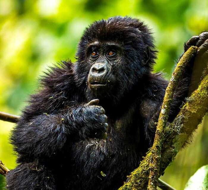 A young gorilla in Bwindi Impenetrable National Park in Uganda. Travel with Kwezi Outdoors