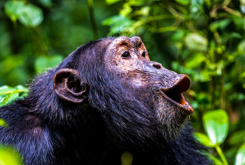 chimps-uganda
