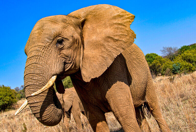 elephant-wildlife