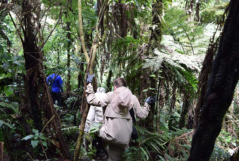 Tracking gorillas in Bwindi Impenetrable National Park in Uganda by Kwezi Outdoors