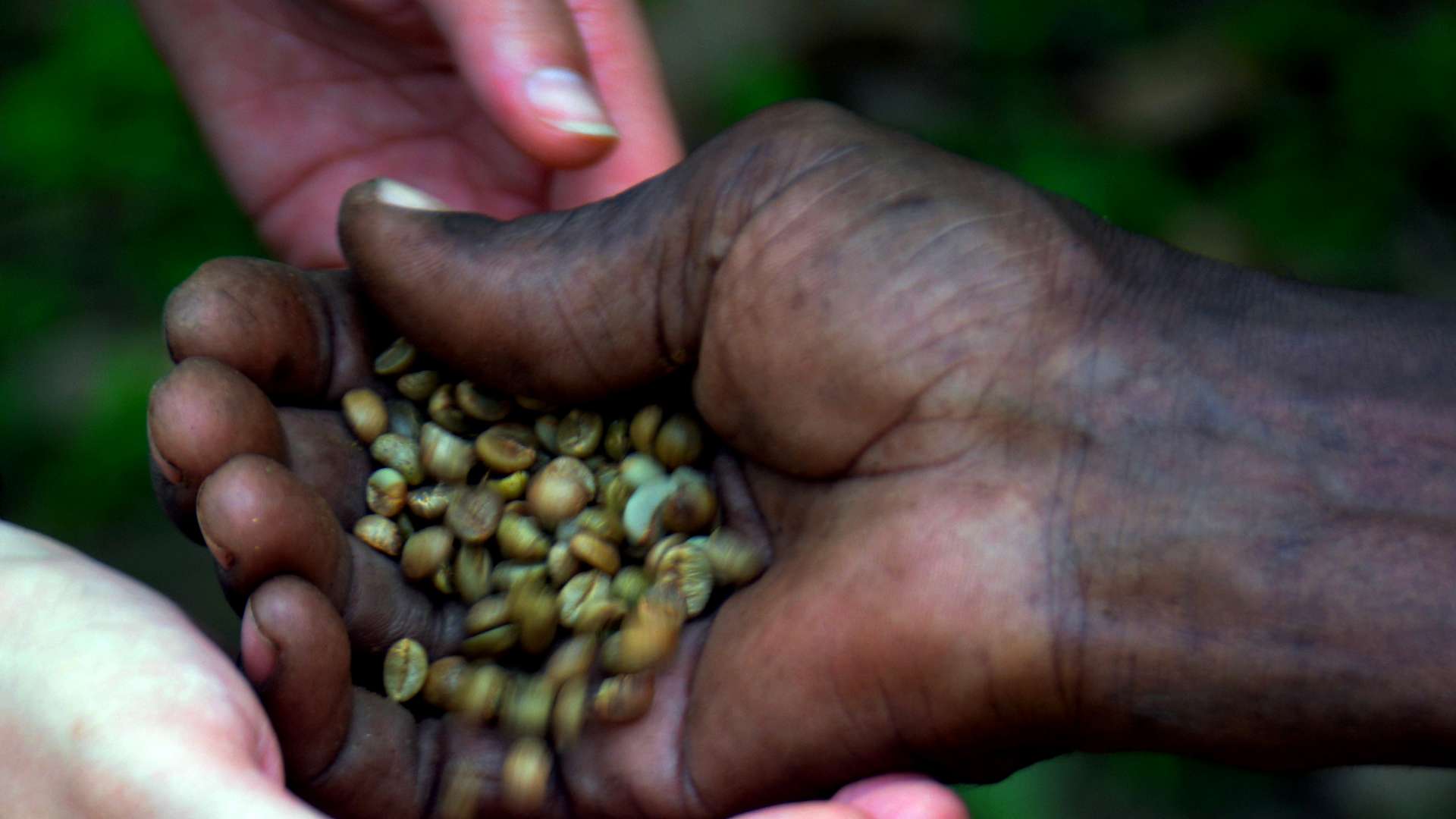 Sharing locally grown coffee