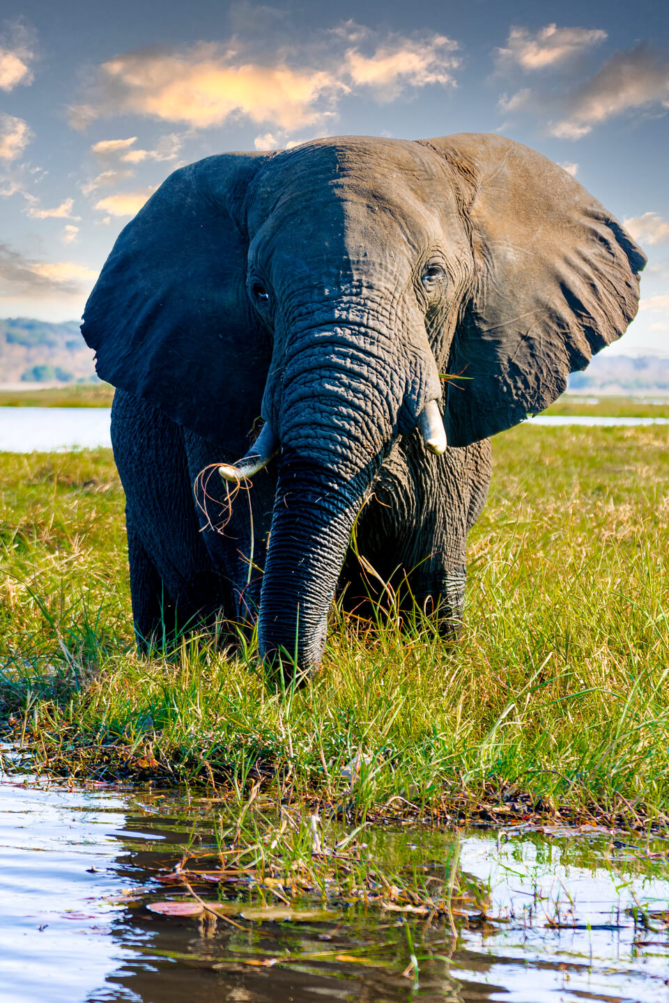 elephant-wildlife-uganda