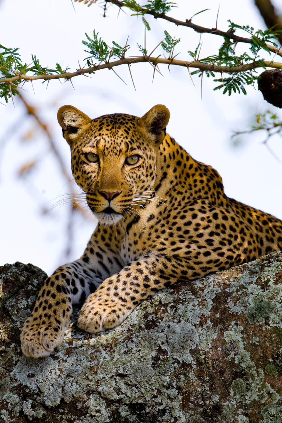 leopard-wildlife-uganda