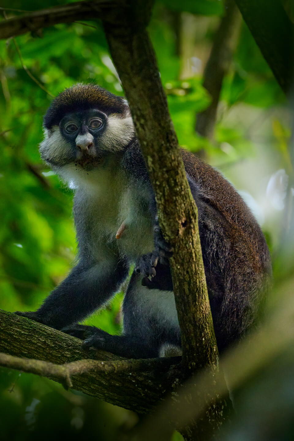primates-uganda