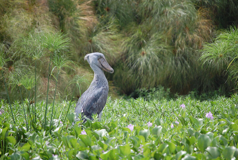 SOUGHT AFTER - shoebill IN THE delta area MFNP - OCT